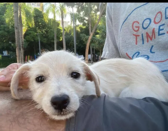 Cachorro ra a SRD idade 2 a 6 meses nome Ella