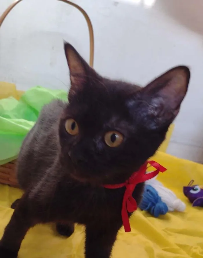 Gato ra a SRD idade 7 a 11 meses nome Nala