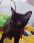 Nala