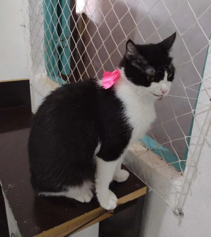 Gato ra a SRD-ViraLata idade 7 a 11 meses nome Pérola