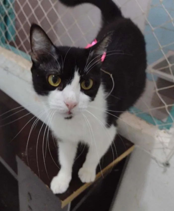 Gato ra a SRD-ViraLata idade 7 a 11 meses nome Pérola