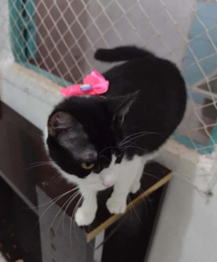 Gato ra a SRD-ViraLata idade 7 a 11 meses nome Pérola