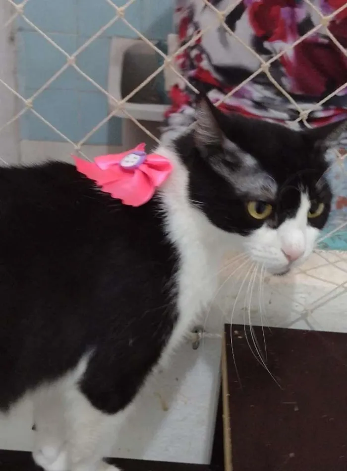 Gato ra a SRD-ViraLata idade 7 a 11 meses nome Pérola