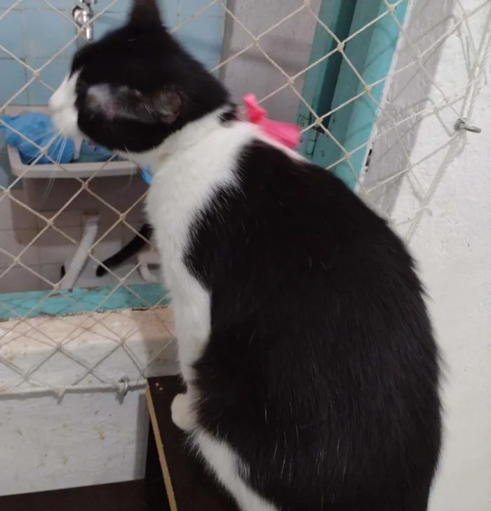 Gato ra a SRD-ViraLata idade 7 a 11 meses nome Pérola