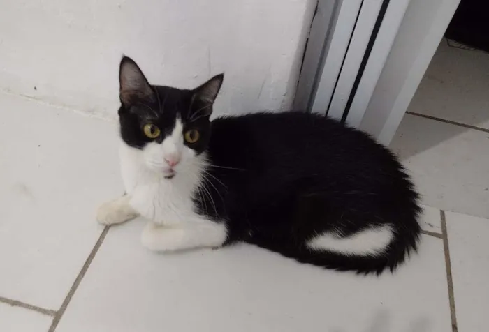 Gato ra a SRD-ViraLata idade 7 a 11 meses nome Pérola