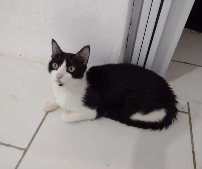 Gato ra a SRD-ViraLata idade 7 a 11 meses nome Pérola