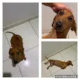 Dachshund