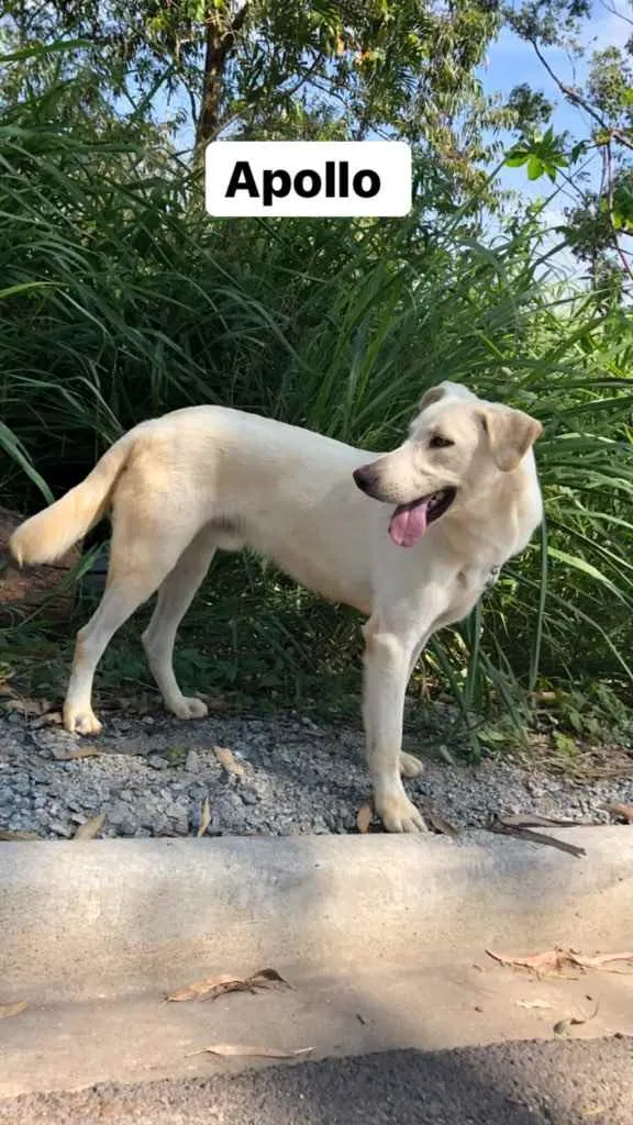 Cachorro raça Srd idade 7 a 11 meses nome Apollo