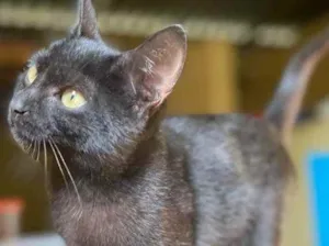 Gato raça Srd idade 2 a 6 meses nome Frida