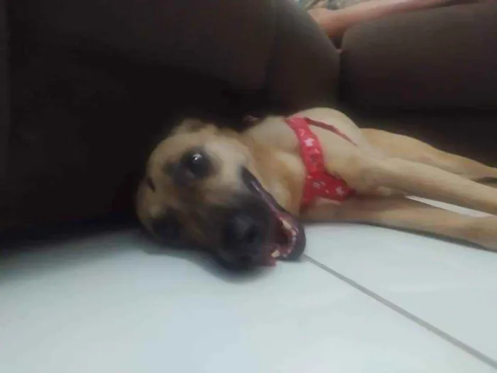 Cachorro ra a Vira Lata idade 4 anos nome Clara Maria