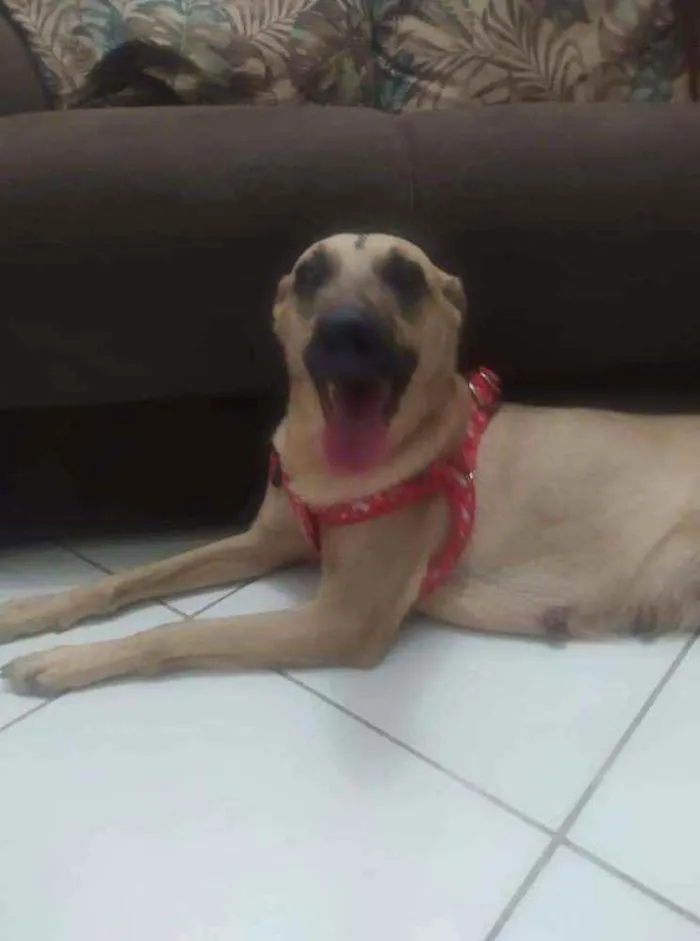 Cachorro ra a Vira Lata idade 4 anos nome Clara Maria