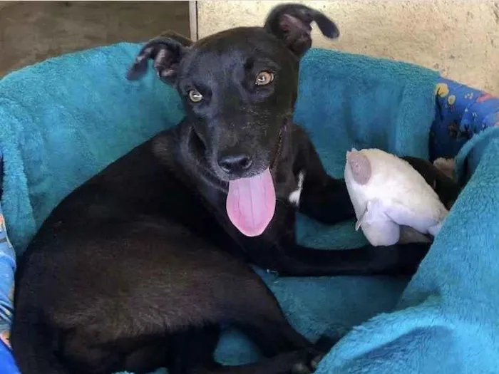 Cachorro raça Srd idade 1 ano nome Preta