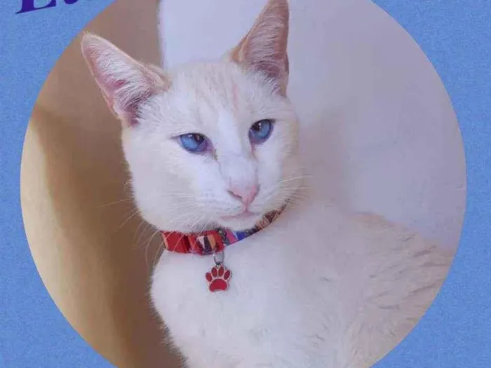 Gato raça  idade 2 anos nome Luan 