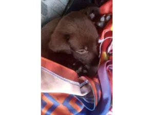 Cachorro raça Não sei muito bem idade 2 a 6 meses nome Cinderela