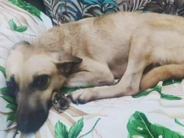 Cachorro ra a Vira Lata idade 4 anos nome Clara Maria