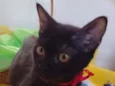 Nala