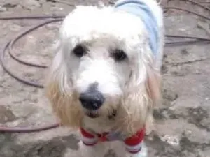 Cachorro raça Poodle idade 2 anos nome Pipoca