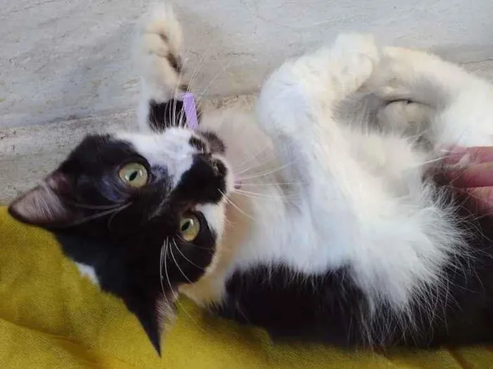 Gato ra a SRD-ViraLata idade 7 a 11 meses nome Cindy