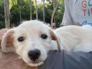 Cachorro raça SRD idade 2 a 6 meses nome Ella