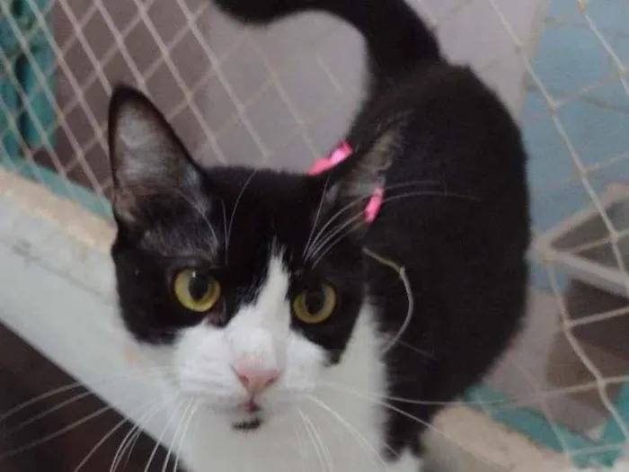 Gato ra a SRD-ViraLata idade 7 a 11 meses nome Pérola