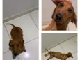 Dachshund