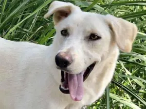 Cachorro raça Srd idade 7 a 11 meses nome Apollo