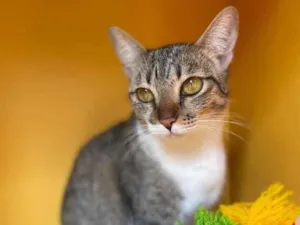 Gato raça Srd idade 7 a 11 meses nome Amêndoa 