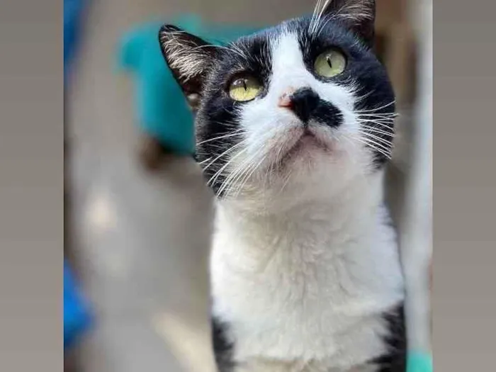 Gato raça Srd idade 2 anos nome Pierrô 