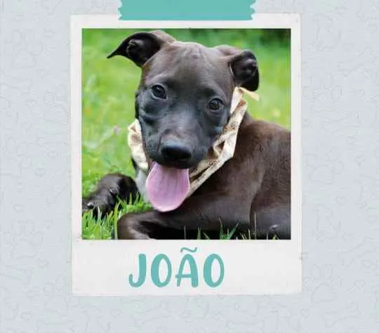 Cachorro raça  idade 2 a 6 meses nome João 