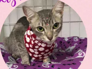 Gato raça  idade 2 anos nome Liza 