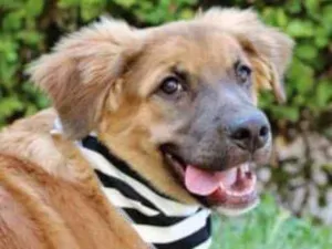 Cachorro raça  idade 2 a 6 meses nome Fubá 