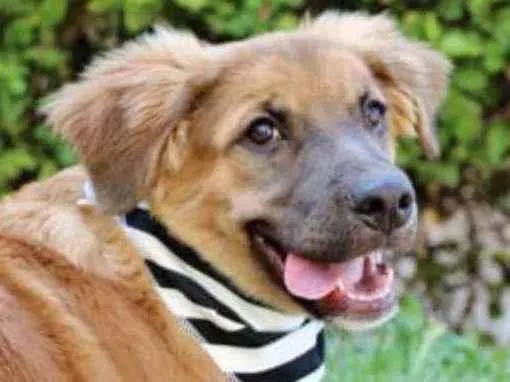 Cachorro raça  idade 2 a 6 meses nome Fubá 