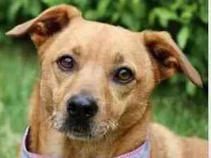 Cachorro raça  idade 5 anos nome Serelepe 