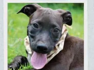 Cachorro raça  idade 2 a 6 meses nome João 