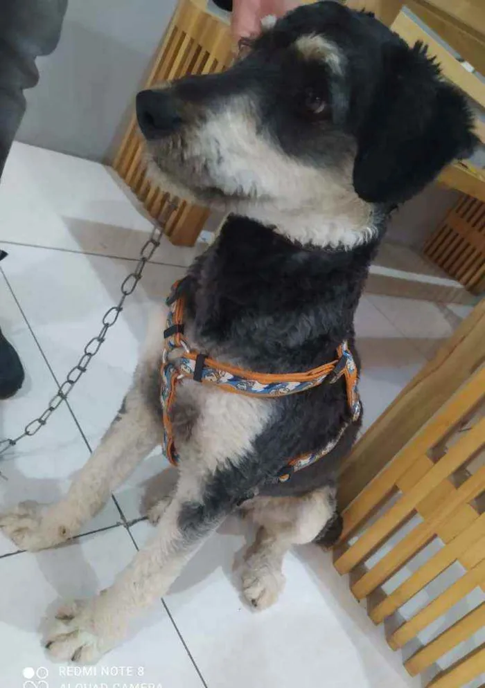 Cachorro ra a SRD idade 1 ano nome Nino