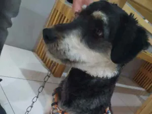 Cachorro raça SRD idade 1 ano nome Nino