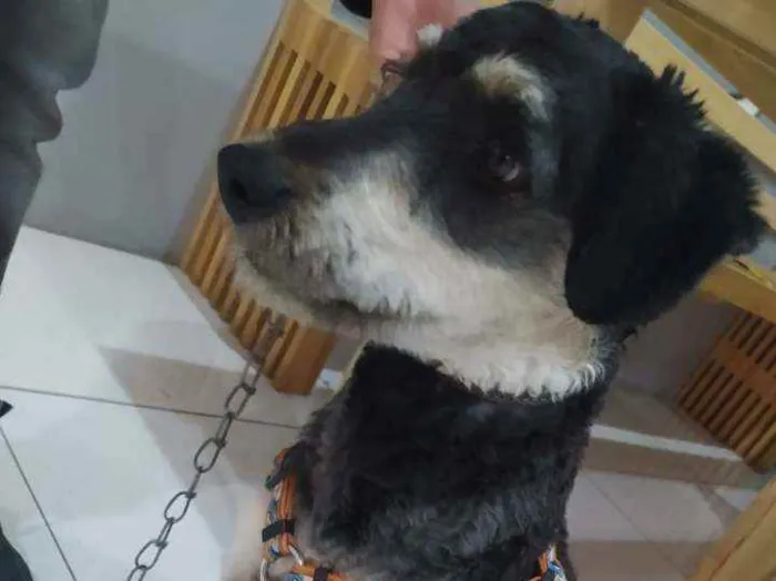 Cachorro ra a SRD idade 1 ano nome Nino