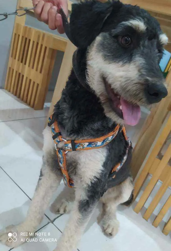 Cachorro ra a SRD idade 1 ano nome Nino