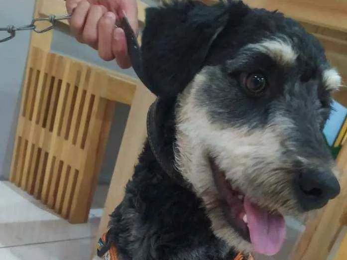 Cachorro ra a SRD idade 1 ano nome Nino