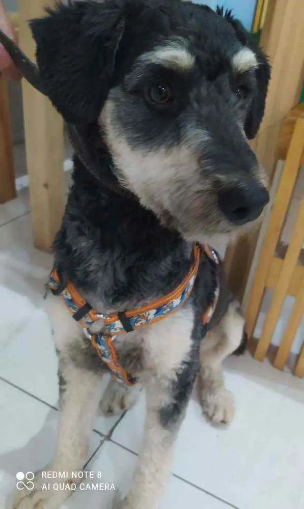 Cachorro ra a SRD idade 1 ano nome Nino