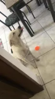 Layka