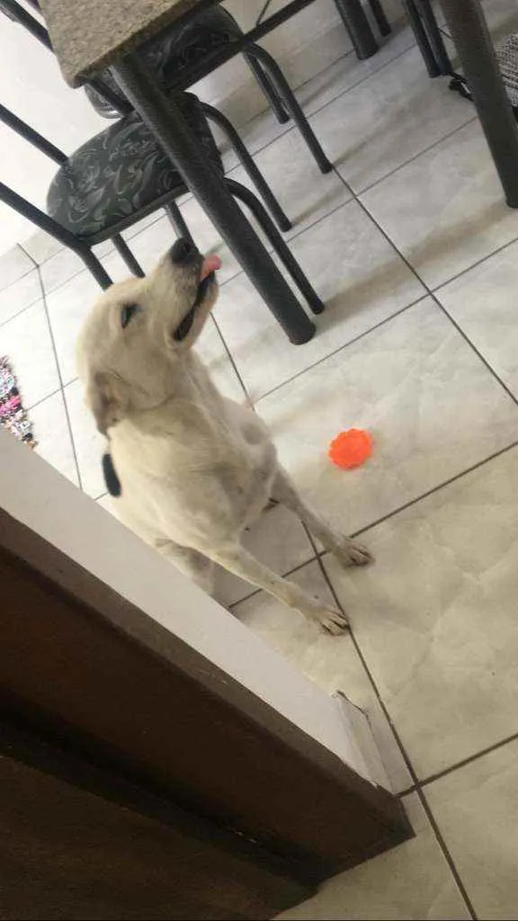 Cachorro raça Vira lata idade 2 anos nome Layka