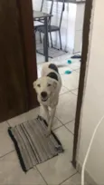 Layka
