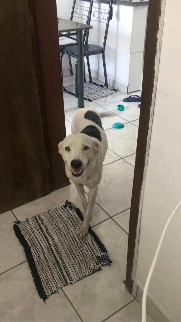 Cachorro raça Vira lata idade 2 anos nome Layka