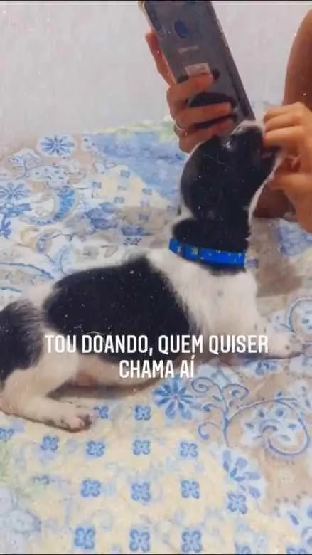 Cachorro ra a Vira lata  idade 2 a 6 meses nome Coloquei de Tobias 