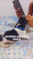 Coloquei de Tobias 
