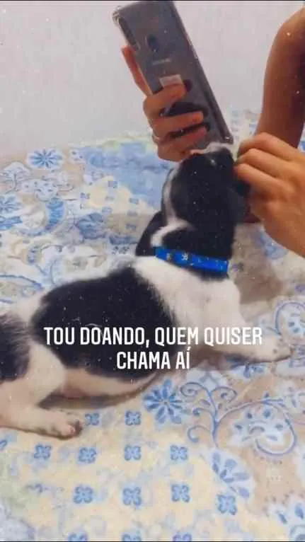 Cachorro ra a Vira lata  idade 2 a 6 meses nome Coloquei de Tobias 