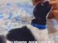 Coloquei de Tobias 
