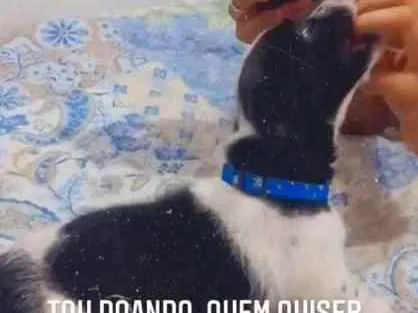 Cachorro ra a Vira lata  idade 2 a 6 meses nome Coloquei de Tobias 