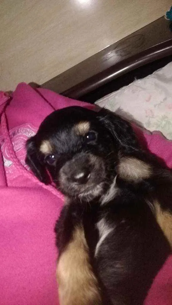 Cachorro ra a Srd idade Abaixo de 2 meses nome Sem nome